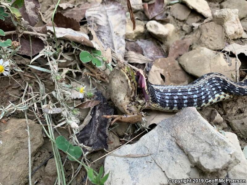 Common Gartersnake (Thamnophis sirtalis)