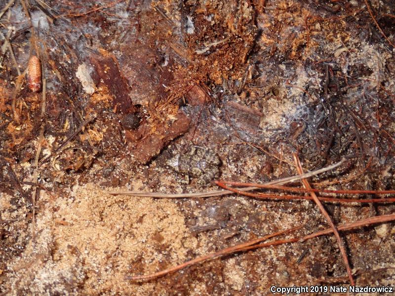 Greenhouse Frog (Eleutherodactylus planirostris)