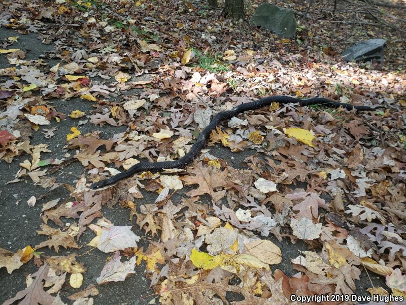 Black Ratsnake (Pantherophis obsoletus)