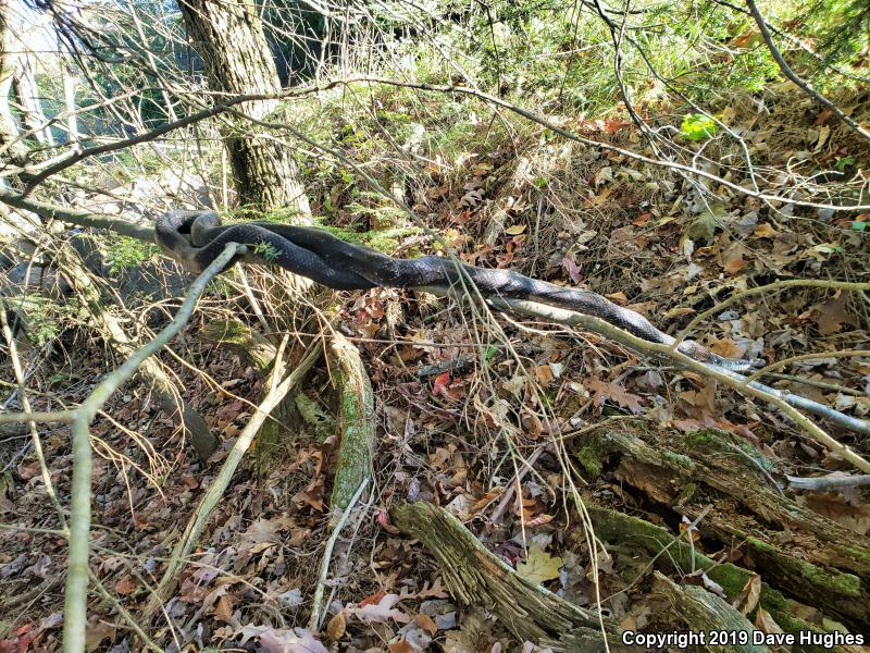 Black Ratsnake (Pantherophis obsoletus)