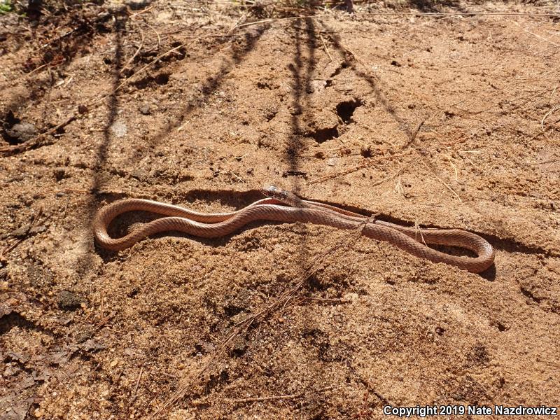 Eastern Coachwhip (Coluber flagellum flagellum)