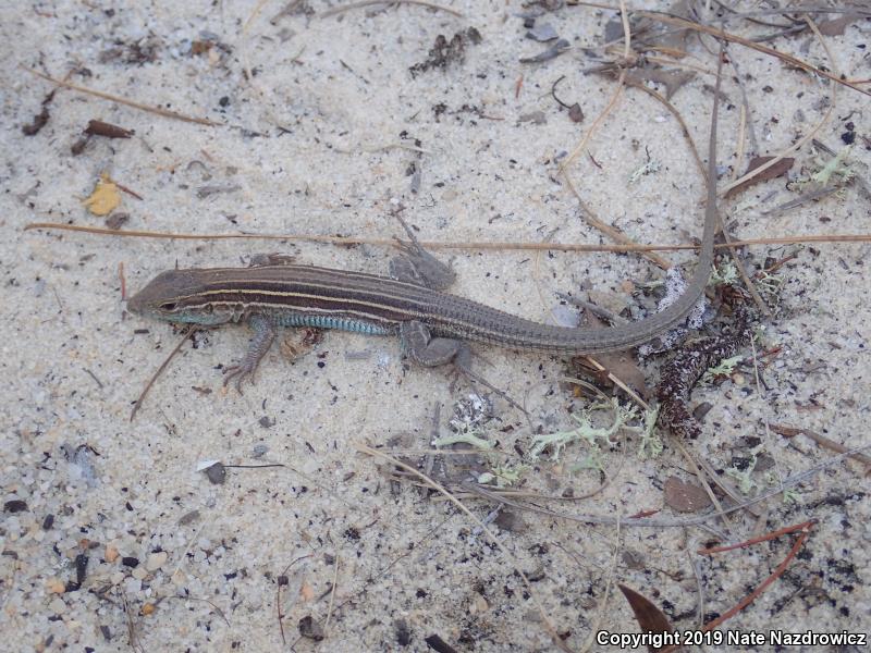 Six-lined Racerunner (Aspidoscelis sexlineata sexlineata)