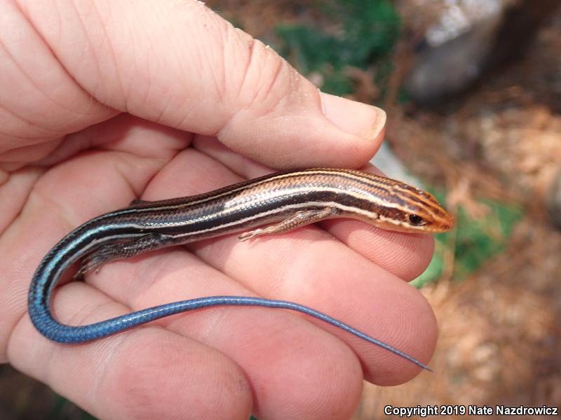 Southeastern Five-lined Skink (Plestiodon inexpectatus)