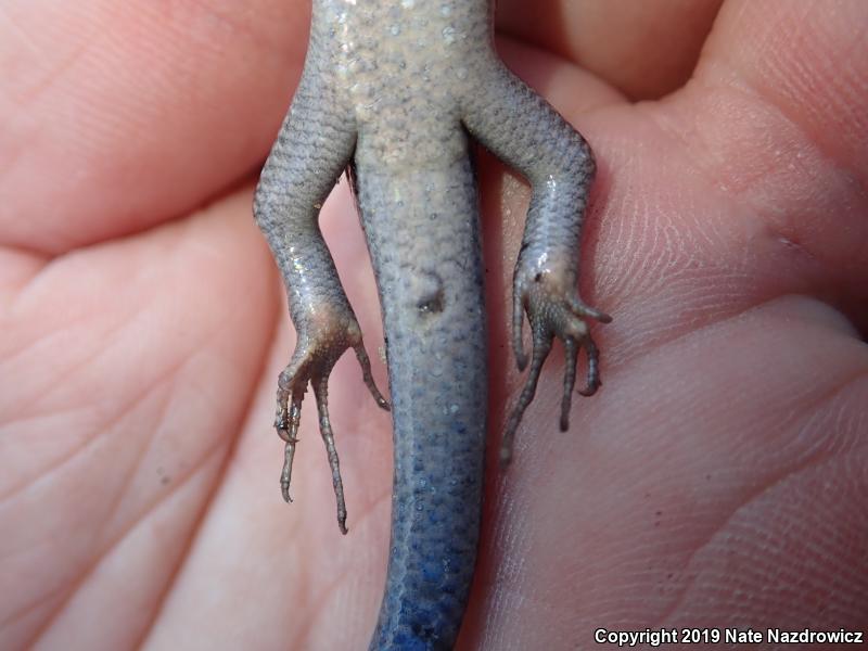 Southeastern Five-lined Skink (Plestiodon inexpectatus)