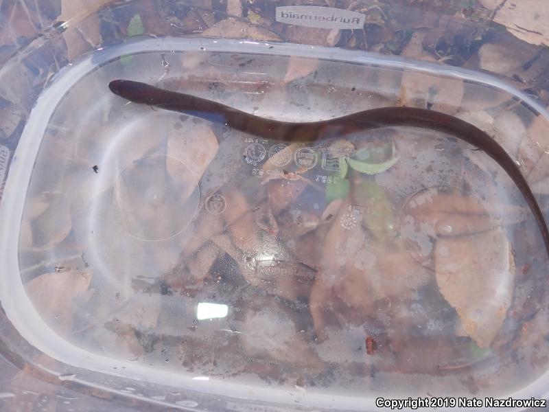 Two-toed Amphiuma (Amphiuma means)