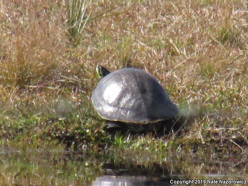 Peninsula Cooter (Pseudemys peninsularis)