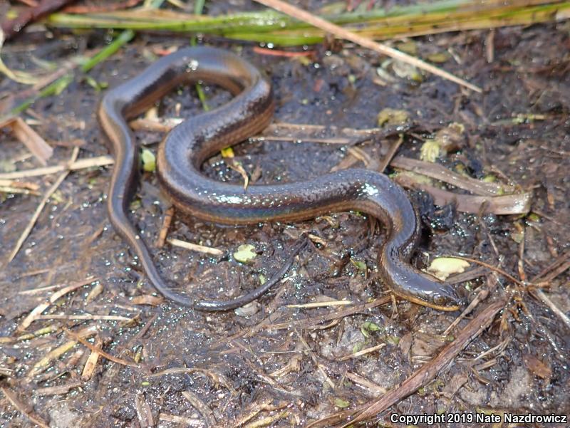 Striped Crayfish Snake (Regina alleni)