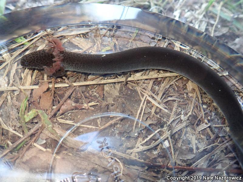 Lesser Siren (Siren intermedia)