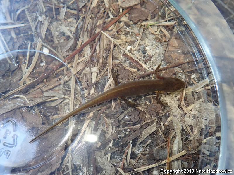 Peninsula Newt (Notophthalmus viridescens piaropicola)