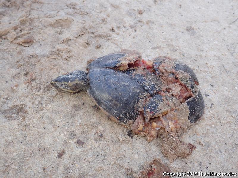 Striped Mud Turtle (Kinosternon baurii)