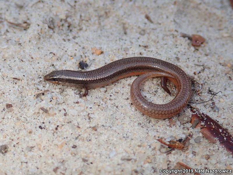 Peninsula Mole Skink (Plestiodon egregius onocrepis)