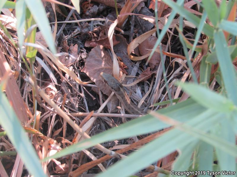 Wandering Gartersnake (Thamnophis elegans vagrans)