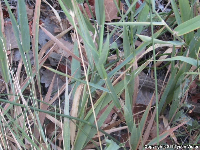 Wandering Gartersnake (Thamnophis elegans vagrans)