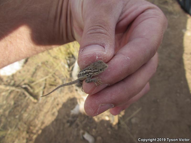 Northern Sagebrush Lizard (Sceloporus graciosus graciosus)