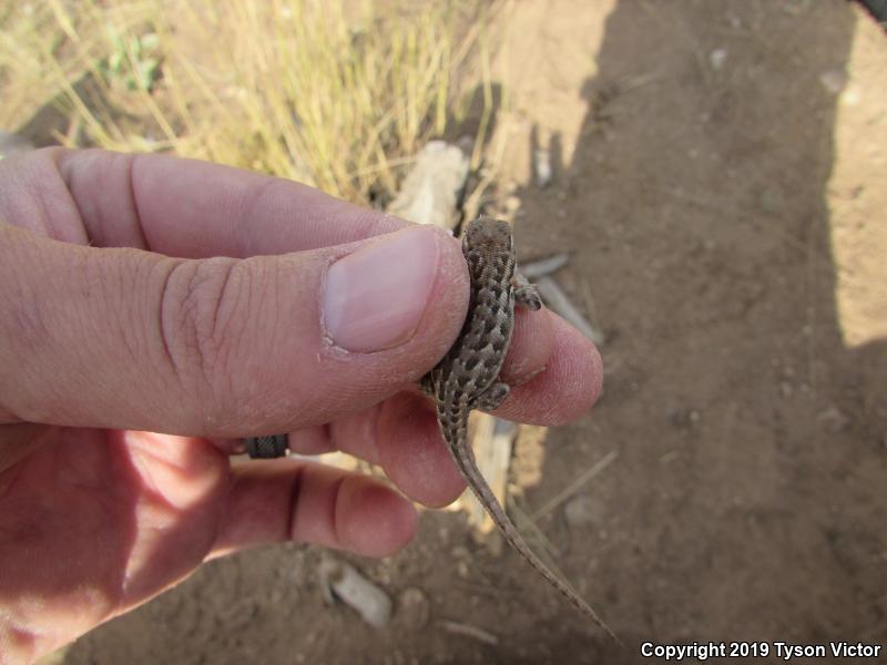 Northern Sagebrush Lizard (Sceloporus graciosus graciosus)