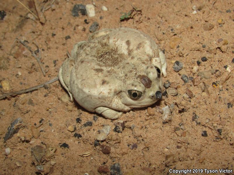 Great Basin Spadefoot (Spea intermontana)