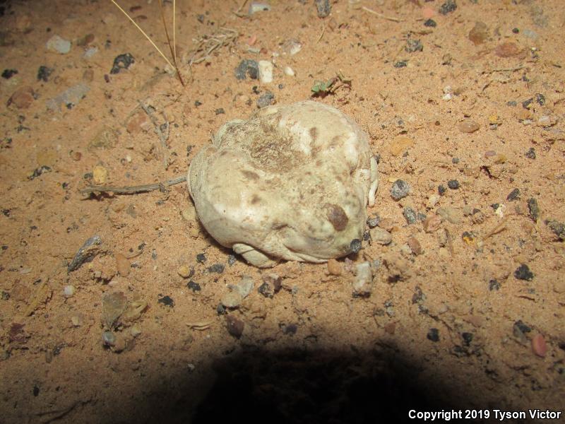 Great Basin Spadefoot (Spea intermontana)