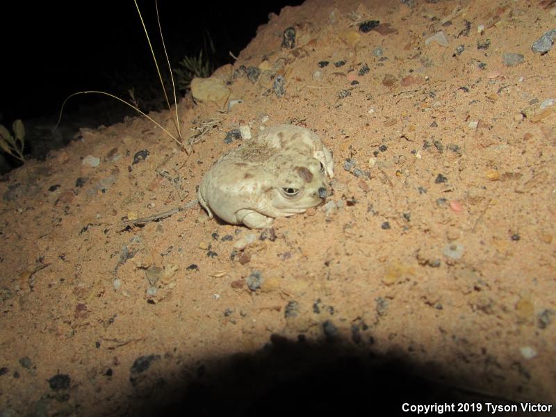 Great Basin Spadefoot (Spea intermontana)