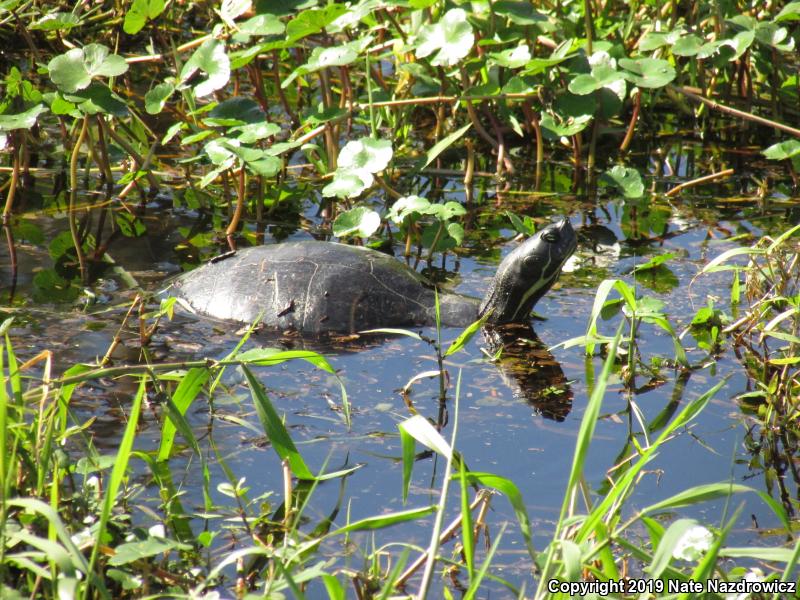 Peninsula Cooter (Pseudemys peninsularis)