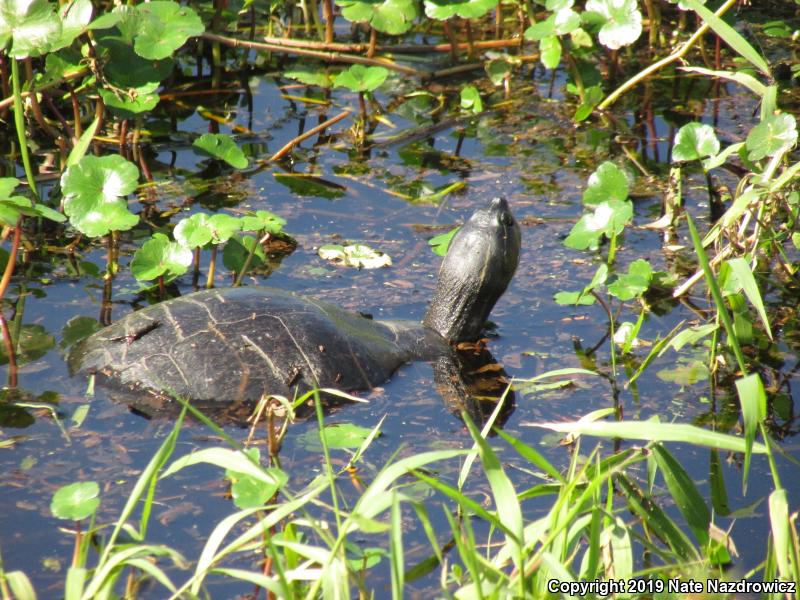 Peninsula Cooter (Pseudemys peninsularis)