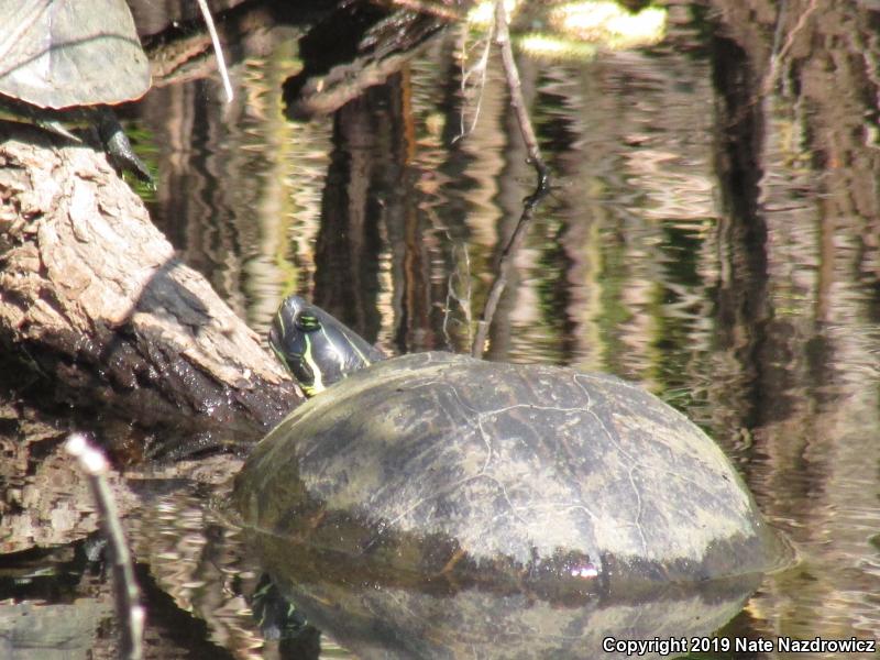 Peninsula Cooter (Pseudemys peninsularis)