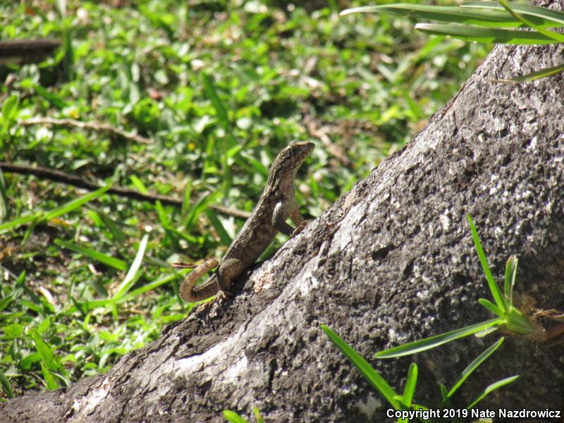 Northern Curly-tailed Lizard (Leiocephalus carinatus)