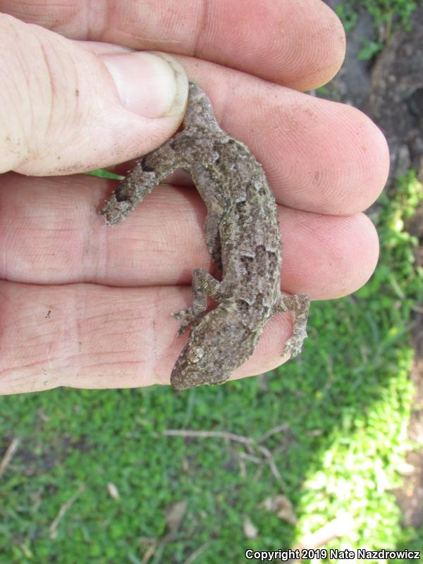 Wood Slave (Hemidactylus mabouia)