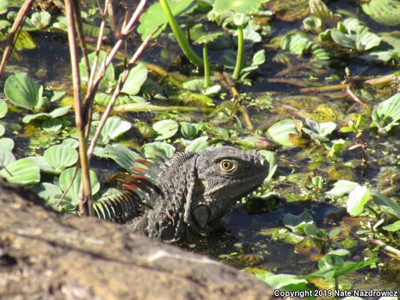 Green Iguana (Iguana iguana)