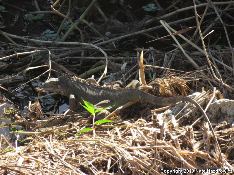 Green Iguana (Iguana iguana)