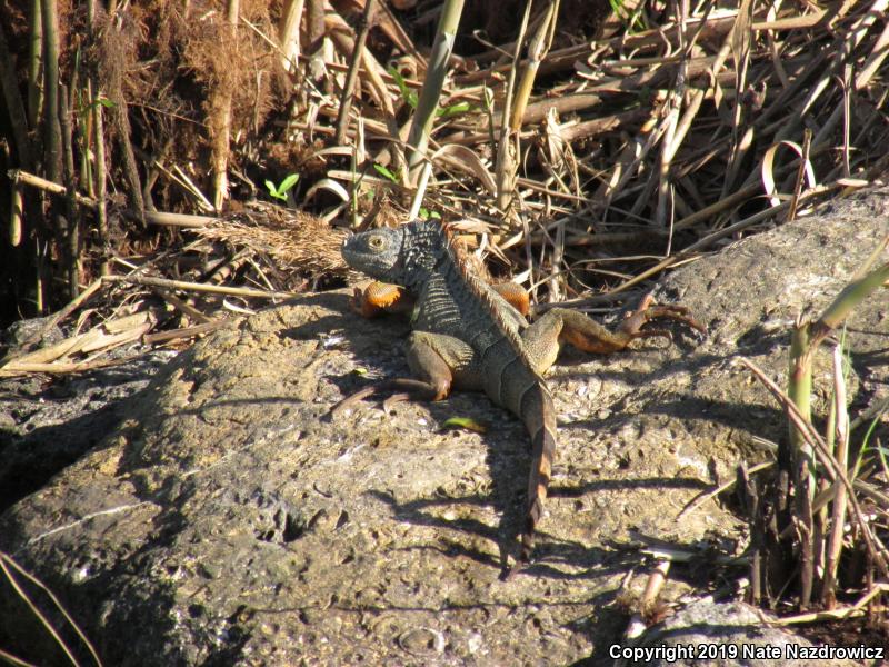 Green Iguana (Iguana iguana)