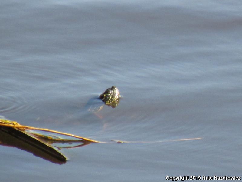 Peninsula Cooter (Pseudemys peninsularis)