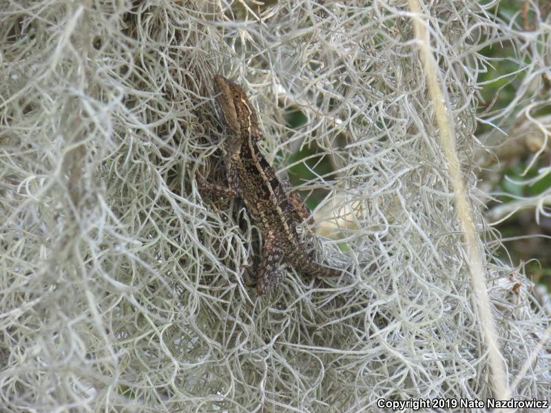 Brown Basilisk (Basiliscus vittatus)