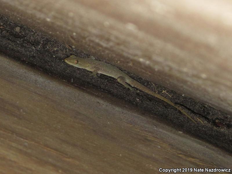 Indo-Pacific Gecko (Hemidactylus garnotii)