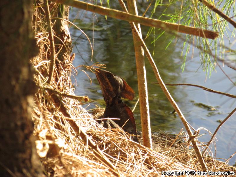 Brown Basilisk (Basiliscus vittatus)