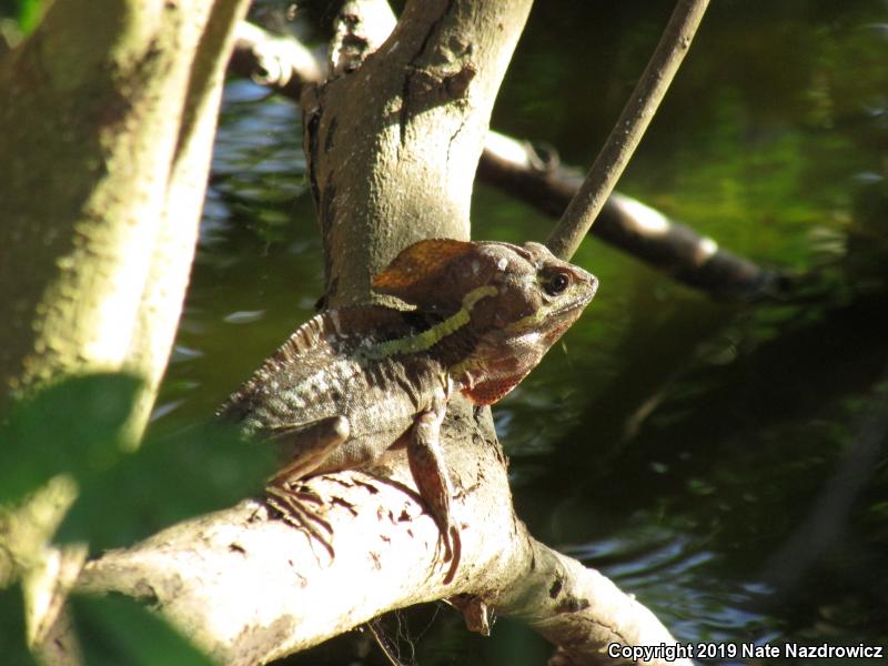 Brown Basilisk (Basiliscus vittatus)