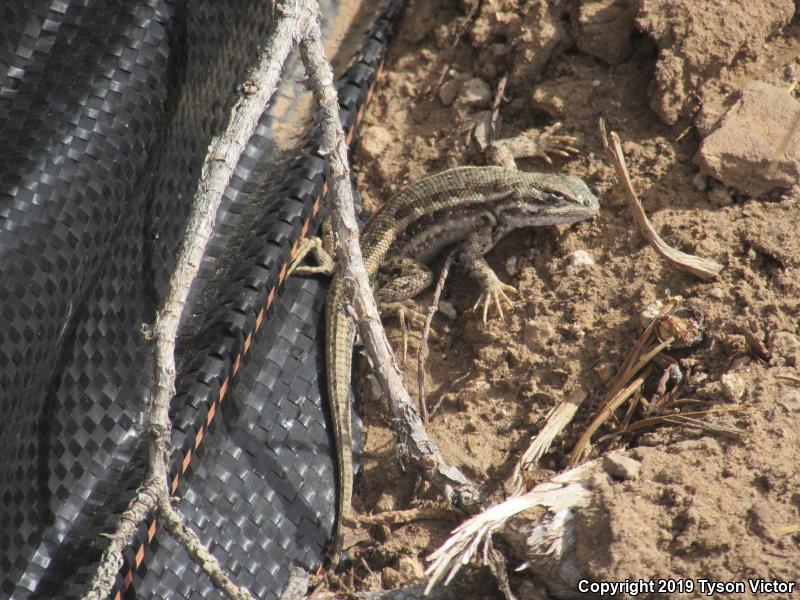 Northern Sagebrush Lizard (Sceloporus graciosus graciosus)