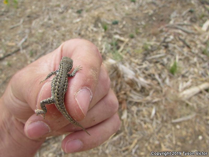 Northern Sagebrush Lizard (Sceloporus graciosus graciosus)