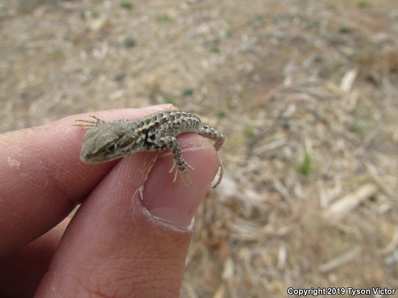 Northern Sagebrush Lizard (Sceloporus graciosus graciosus)