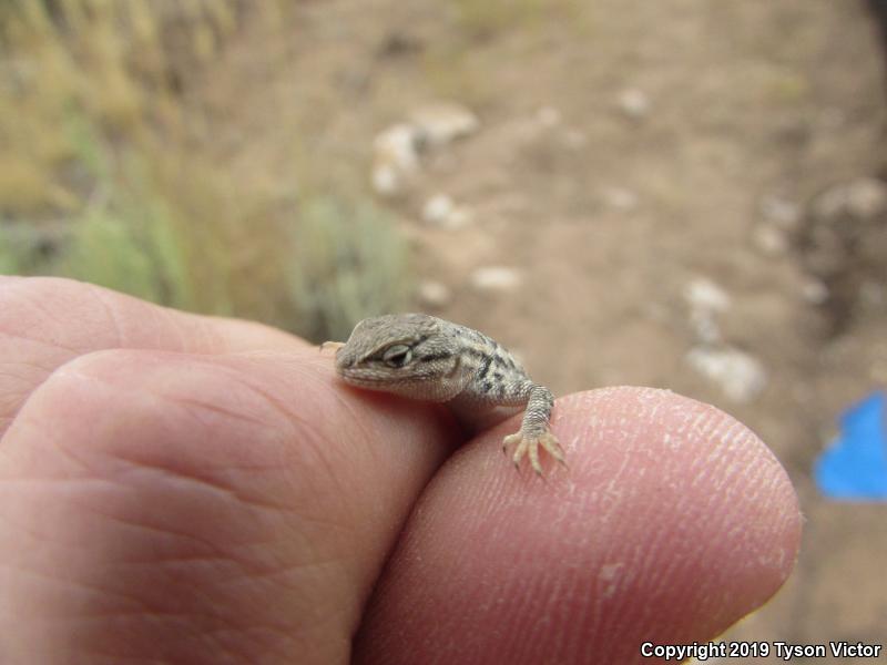 Northern Sagebrush Lizard (Sceloporus graciosus graciosus)