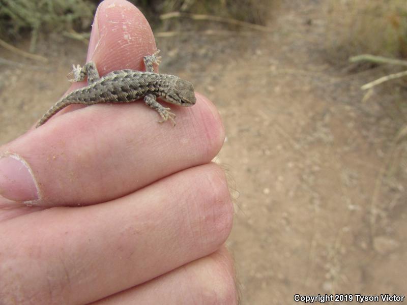 Northern Sagebrush Lizard (Sceloporus graciosus graciosus)