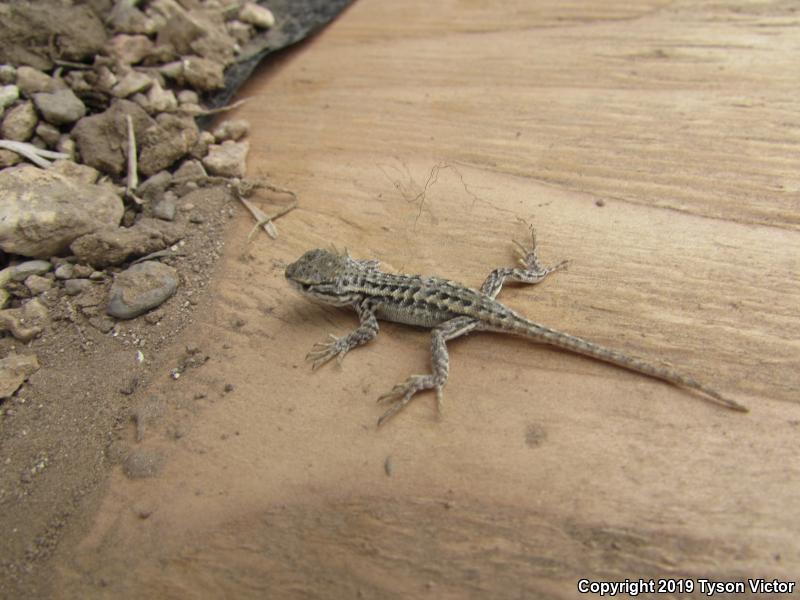 Northern Sagebrush Lizard (Sceloporus graciosus graciosus)