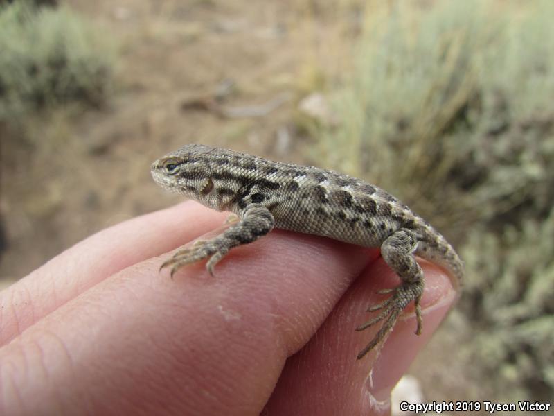 Northern Sagebrush Lizard (Sceloporus graciosus graciosus)