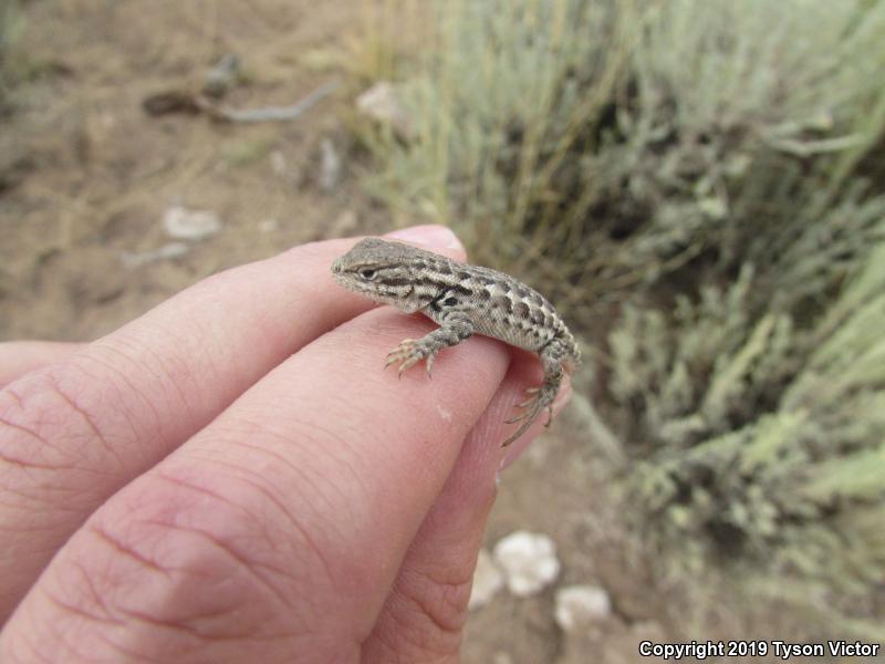 Northern Sagebrush Lizard (Sceloporus graciosus graciosus)