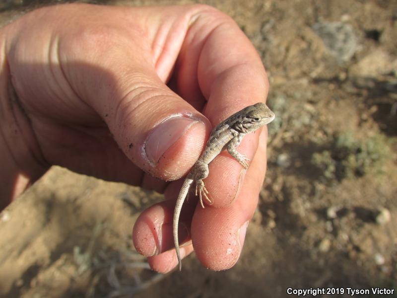 Northern Sagebrush Lizard (Sceloporus graciosus graciosus)