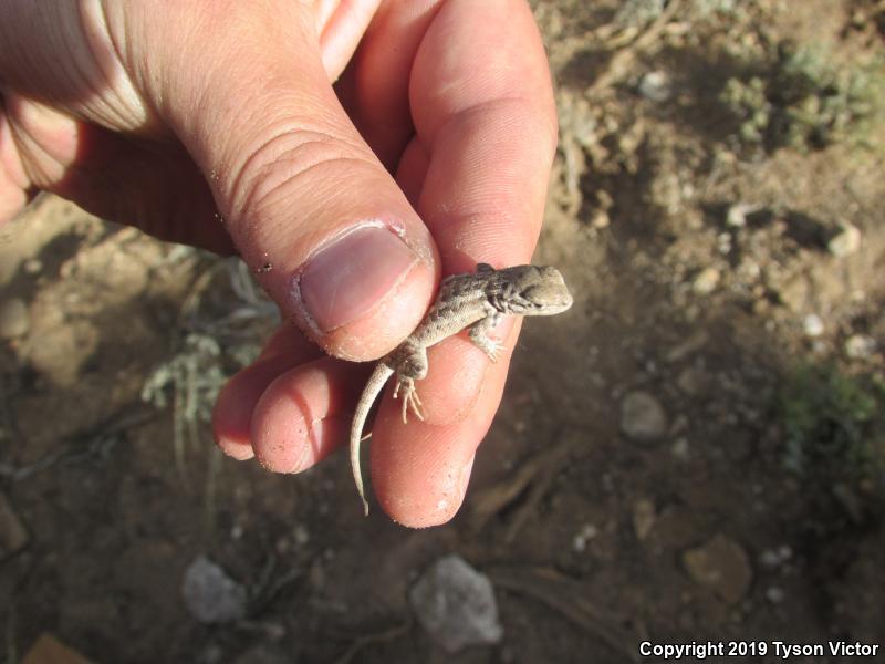 Northern Sagebrush Lizard (Sceloporus graciosus graciosus)