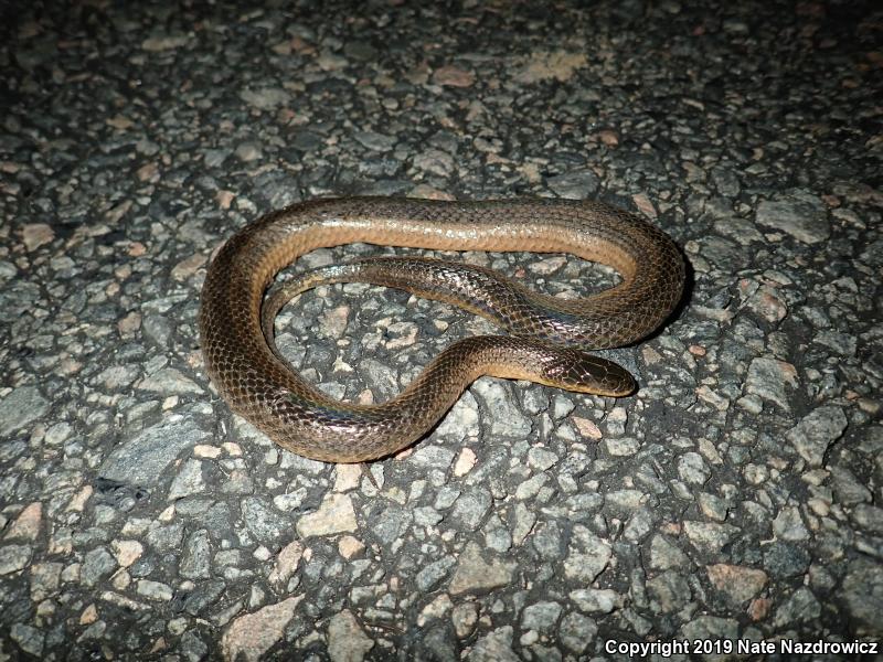 Striped Crayfish Snake (Regina alleni)