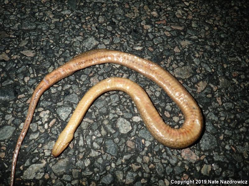 Striped Crayfish Snake (Regina alleni)