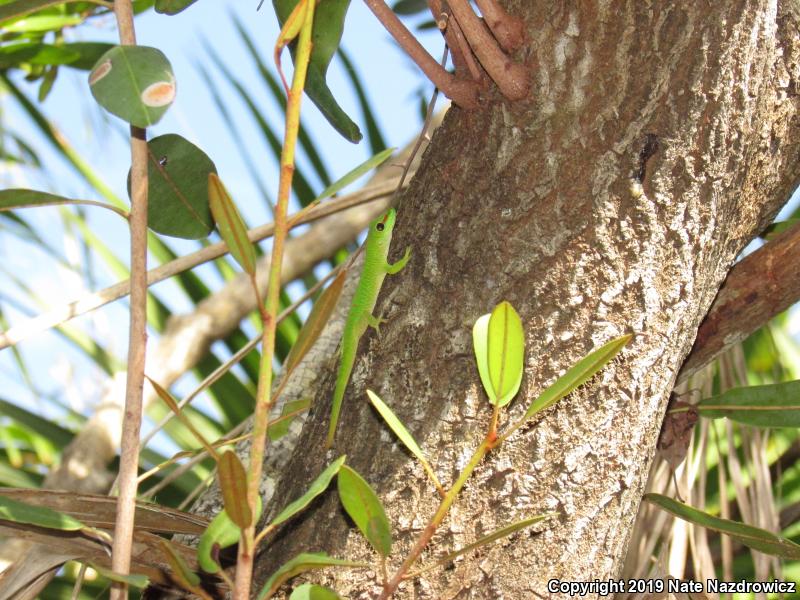 Madagascar Day Gecko (Phelsuma madagascariensis)