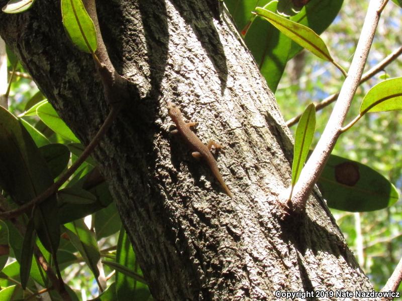 Ashy Gecko (Sphaerodactylus elegans)