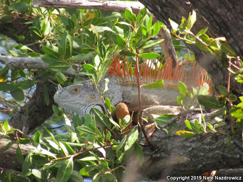 Green Iguana (Iguana iguana)